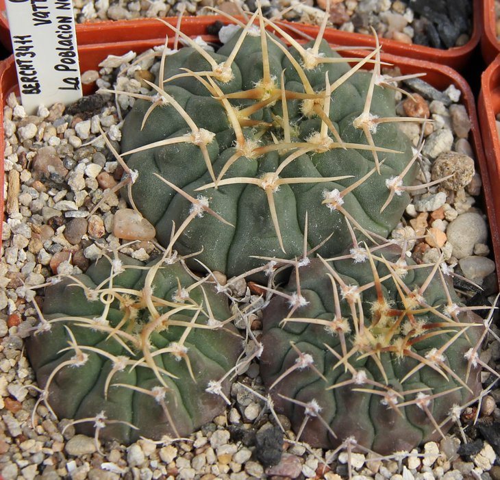 G.vatteri SNE00-090 La Poblacion nord of La Paz  bercht3411