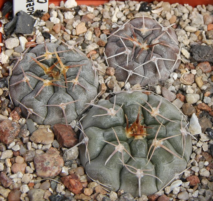 G.prohazkianum var.  JO1350.1 nord of Orcosuni Cord. bercht 2860
