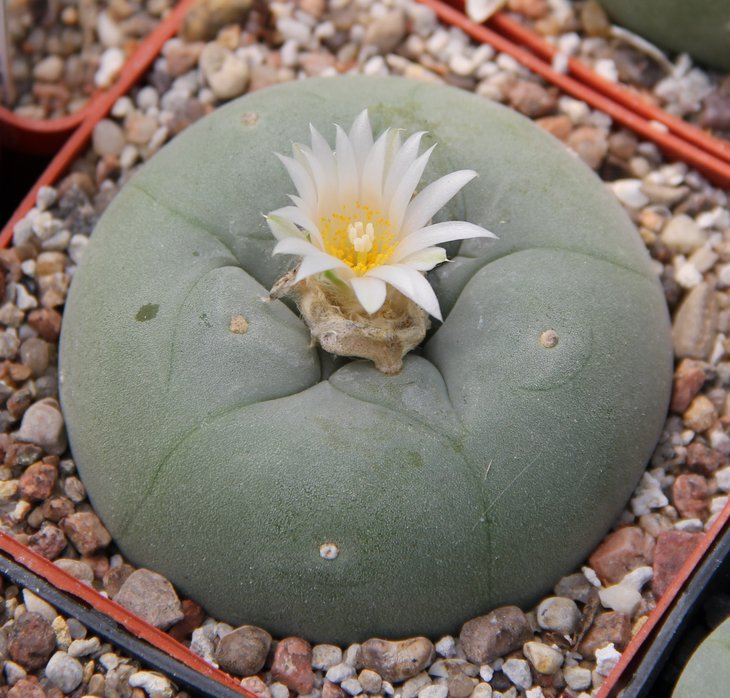 L.diffusa CH438 river Rio Verde SLP