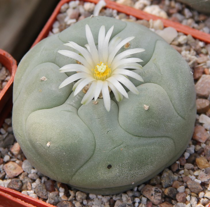 L.diffusa JB58 Vizarron Quer.
