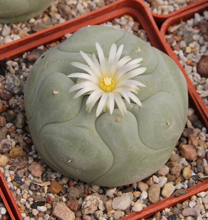 L.diffusa JB58 Vizarron Quer.