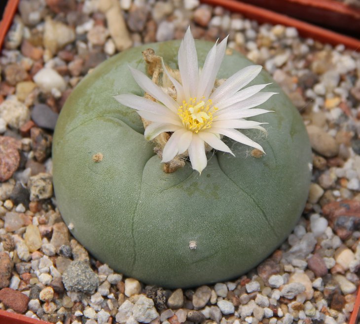 L.diffusa kubesay JJH0010892 Puente Mezguilio Quer.