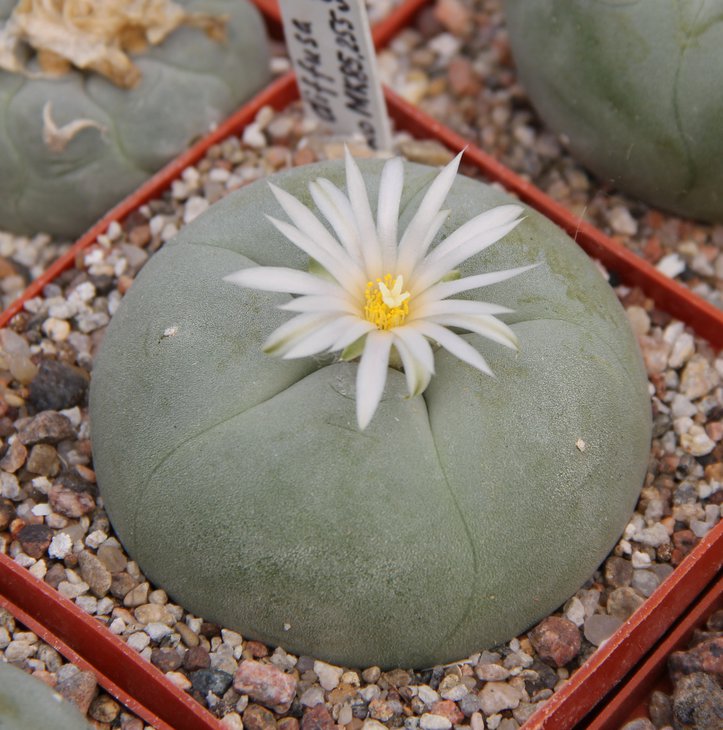 L.diffusa kubesay MK85.255 N of Vizzaron Quer.
