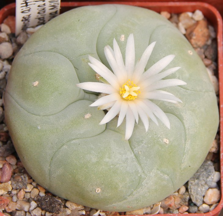 L.diffusa swobodiana JJH0010296 Pena Miller Quer