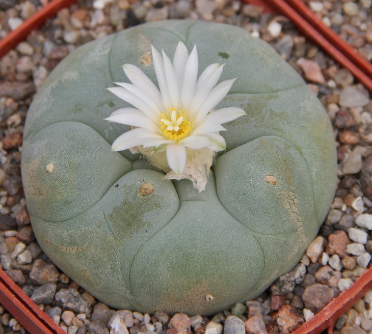 L.diffusa swobodiana Pena Miller km106 Quer.   Grym.