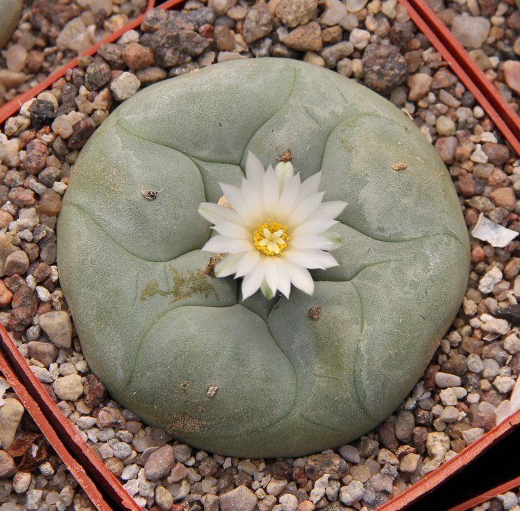L.diffusa swobodiana Pena Miller km106 Quer.   Grym.
