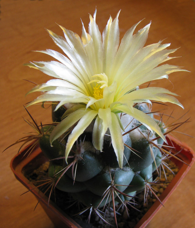 Coryphantha cornifera.jpg