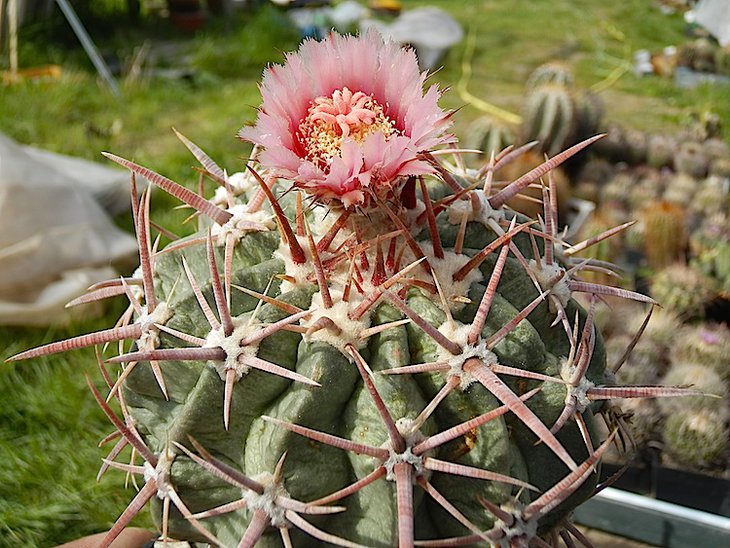 Homalocephala texensis
