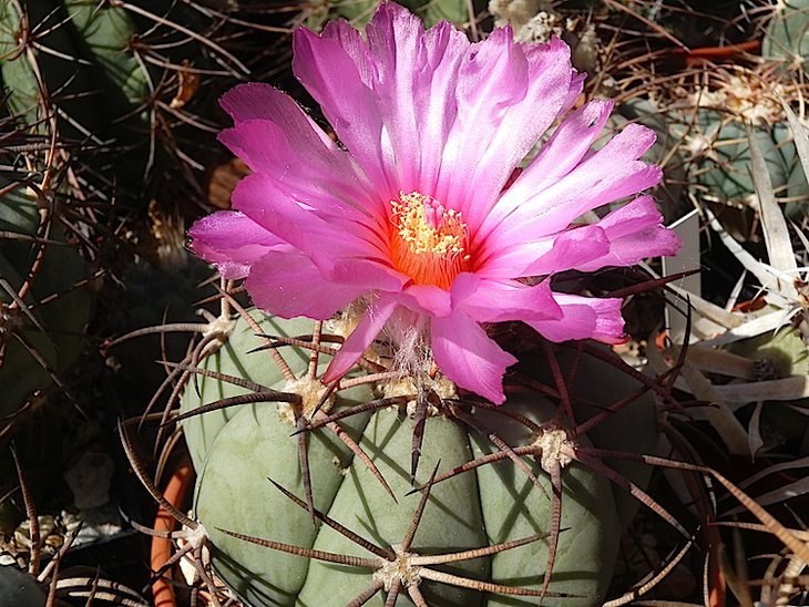 Echinocactus horizonthalonius