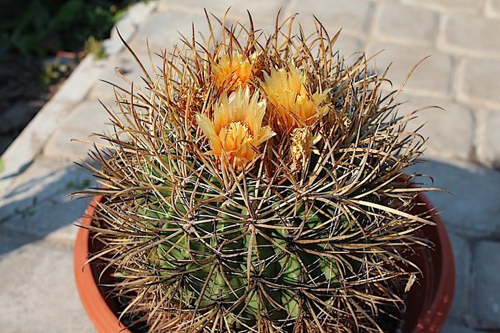 Ferocactus chrysacanthus первое цветение !!!