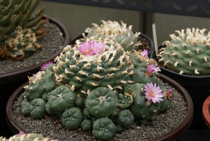 Lophophora jourdaniana, источник фото не помню (светлый цветок, пурпурные тычиночные нити)