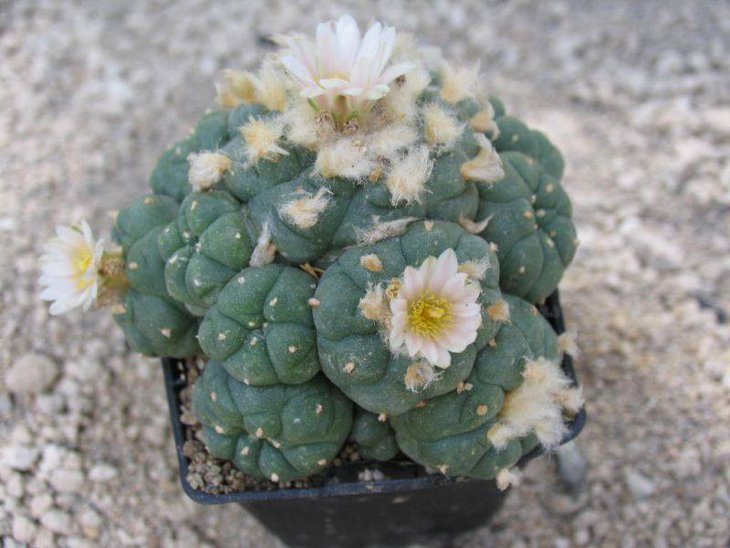Lophophora jourdaniana, источник фото не помню (необычно светлый цветок, светлые тычиночные нити)