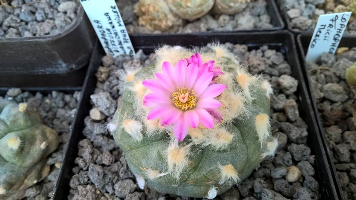 ‎Lophophora jourdaniana, фото и растение из коллекции Gert Vermeulen (пурпурный цветок, светлые тычиночные нити)