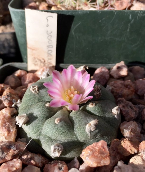 Lophophora jourdaniana, источник фото не помню (светлый цветок, светлые тычиночные нити)
