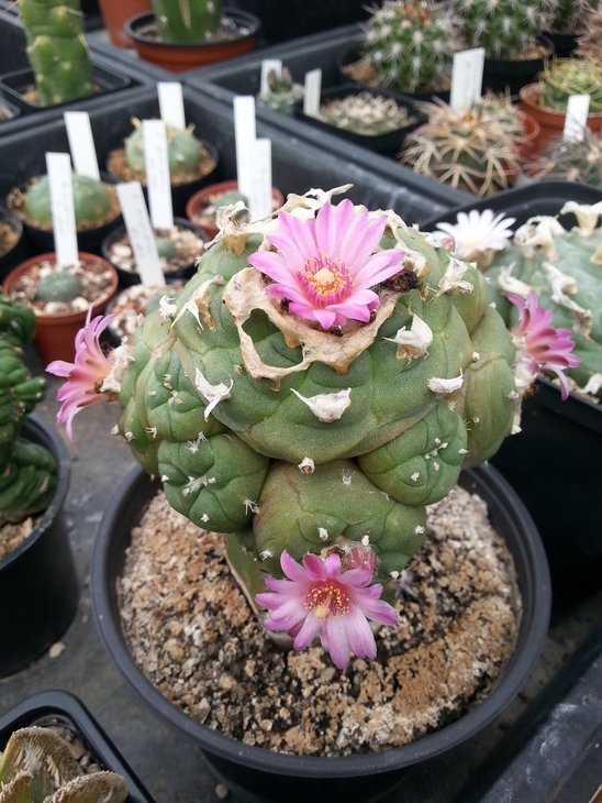 Lophophora jourdaniana, источник фото не помню (светлый цветок, пурпурные тычиночные нити)