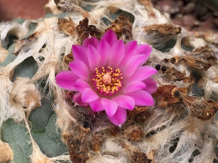 Lophophora jourdaniana, растение из коллекции Ivan Korzeniowski (классический насыщенно пурпурный цветок, пурпурные тычиночные нити)