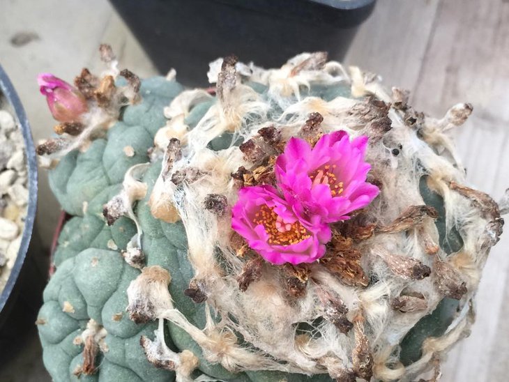 Lophophora jourdaniana, растение из коллекции Ivan Korzeniowski (классический насыщенно пурпурный цветок, пурпурные тычиночные нити)