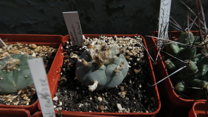 Lophophora williamsii, San Antonio, NL
