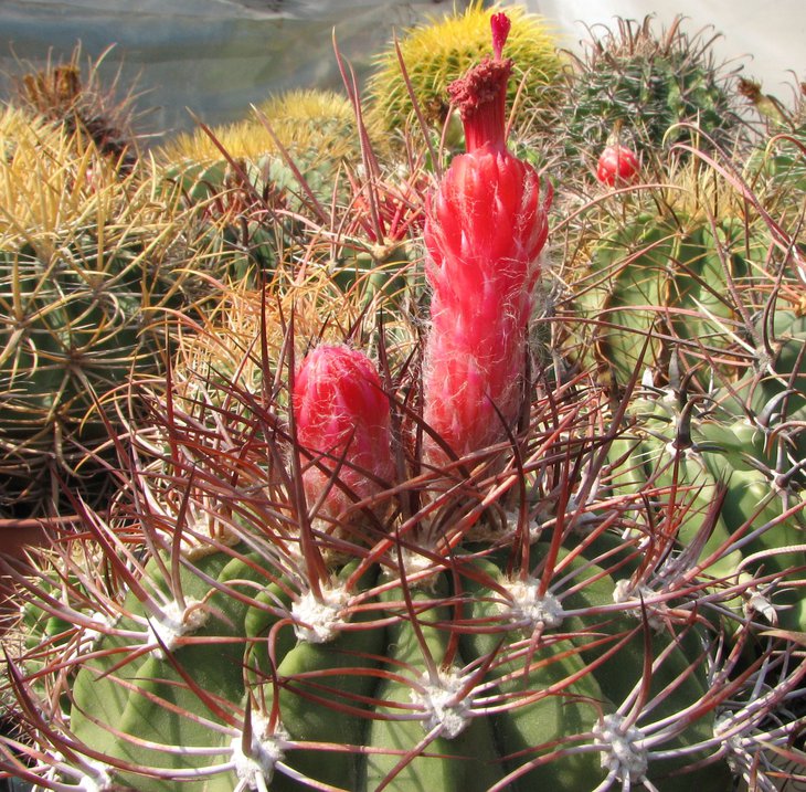denmoza rhodocantha RH2221a