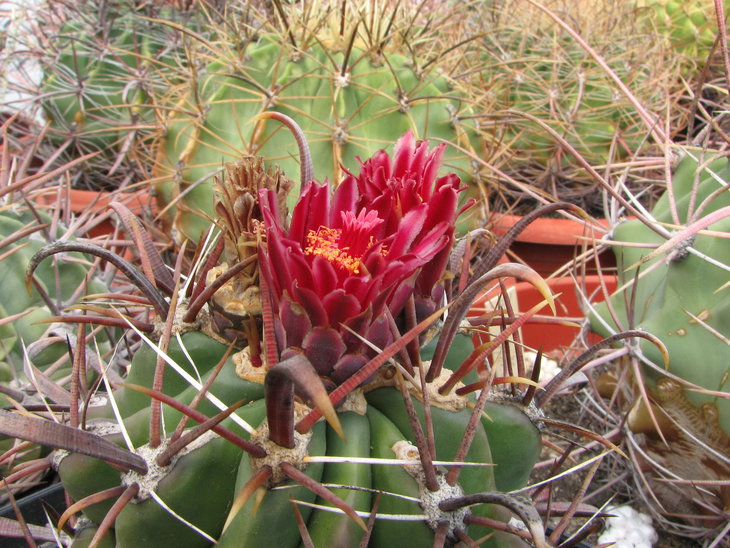 f. recurvus