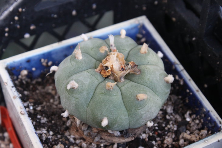 Эта же Lophophora williamsii (через год)