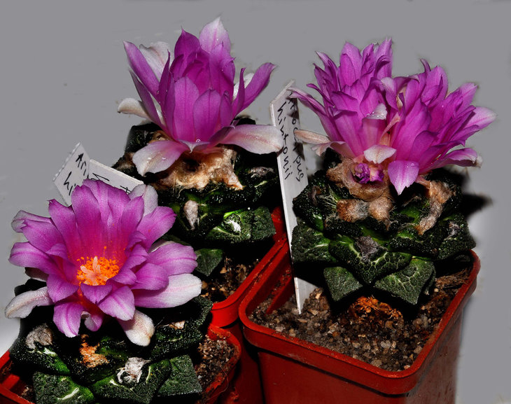 Ariocarpus fissuratus v. hintonii .jpg