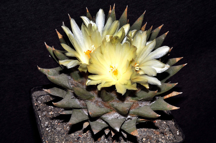 Ariocarpus retusus ssp. trigonus.jpg
