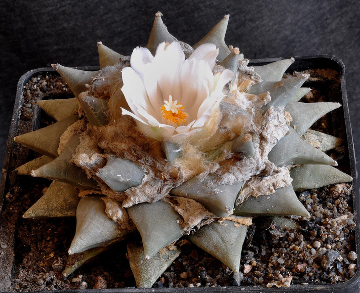 Ariocarpus retusus собственнокорневой, более 30 лет.jpg