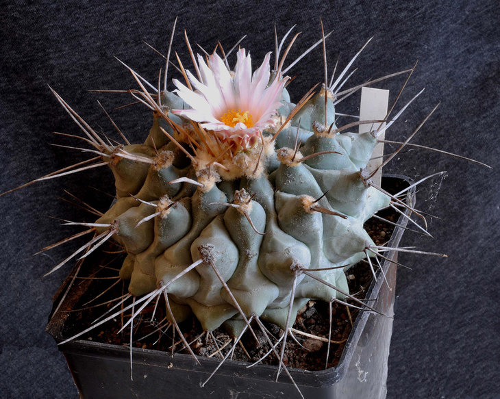 Thelocactus rinconensis. Syn Thelocactus lophothele.jpg
