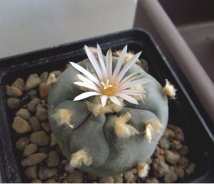 Lophophora williamsii Huizache