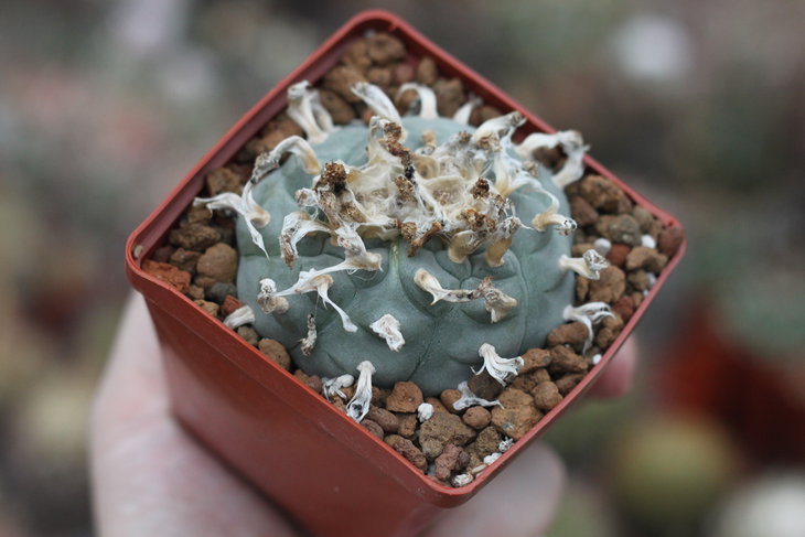 Lophophora williamsii с дихотомически разделённой верхушкой, 2013 год, растение Игоря Лавровского