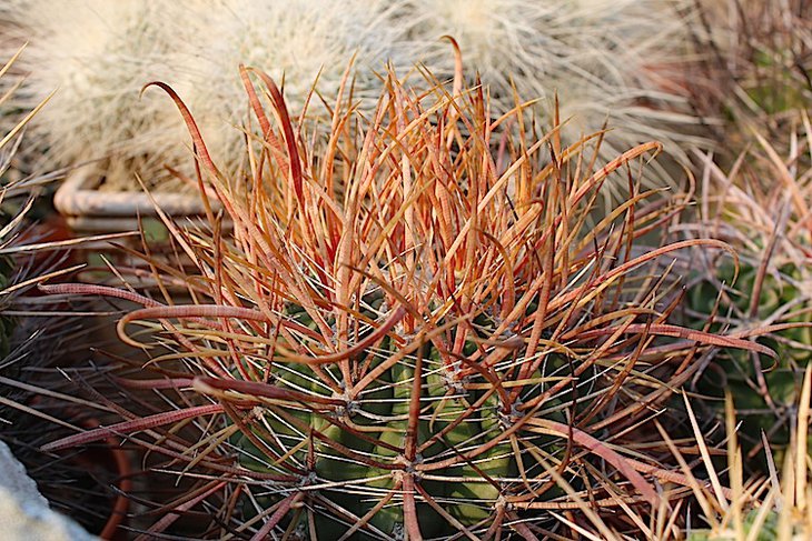 ferocactus chrysacanthus red spine