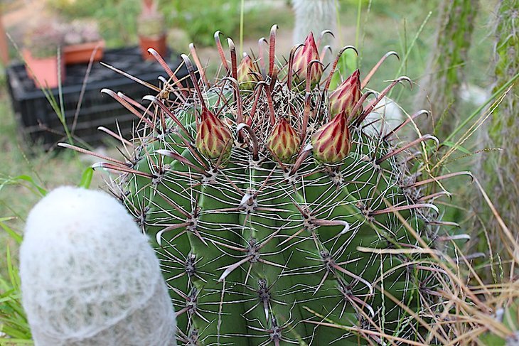 ferocactus horridus