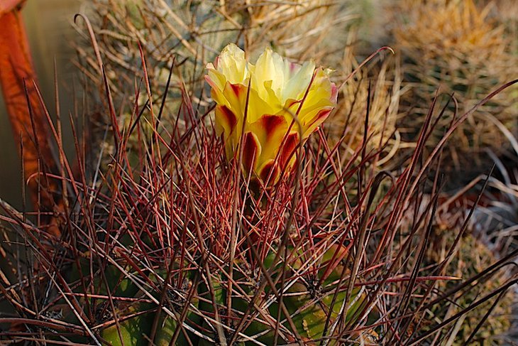 ferocactus hamatacanthus
