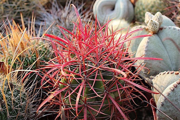 ferocactus gracilis v coloratus
