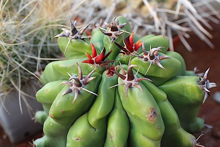 ferocactus horridus v. brevispinus
