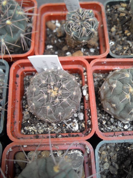Gymn.prochazkianum GN 0947-4024
