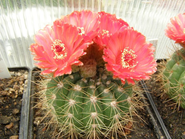 Notocactus ottonis var. vencluianus 1 (768 x 576).jpg