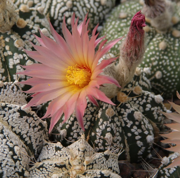Astrophitum crasisspinoidesXSK