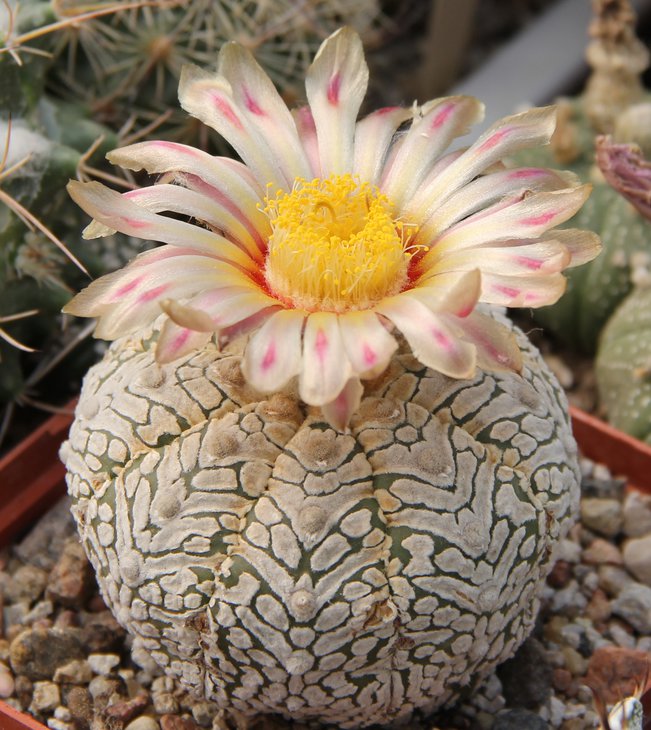 Astrophitum SK