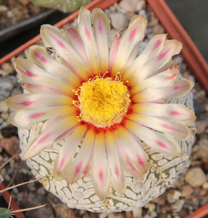 Astrophitum SK