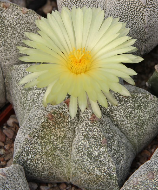Astrophitum myriostigma strongulogonum.