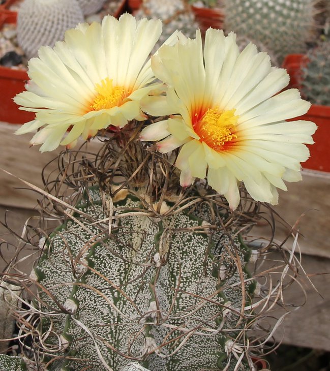 Astrophitum capricorne