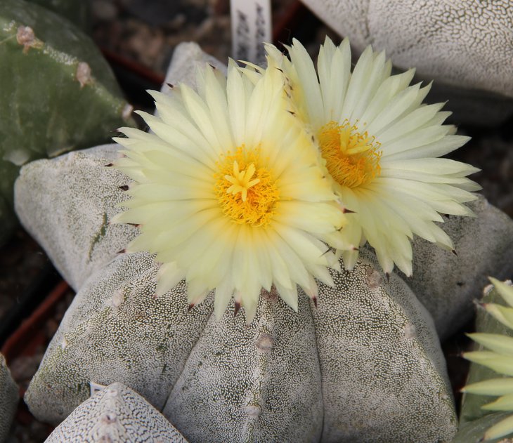 Astrophitum myriostigma multicostatum