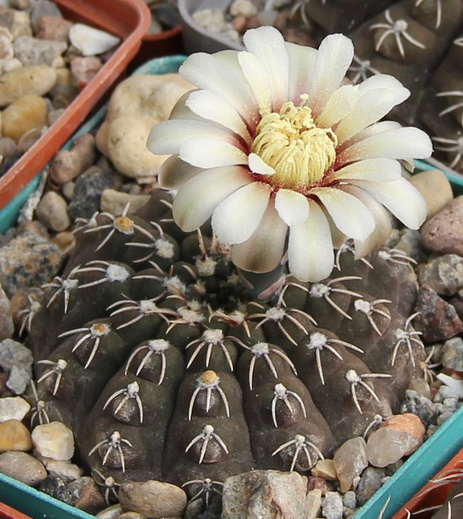 Gymnocalycium stellatum kleinianum   MG