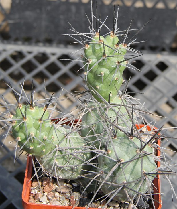 Tephrocactus aoracantus VG233  Los Badecitos L.R. 1380m   kk1040.28.