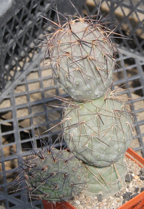 Tephrocactus geometricus VG394 Fiambala Cat  kk1042..