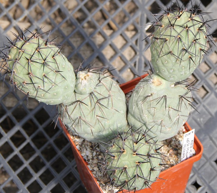 Tephrocactus geometricus VG394 Fiambala Cat  kk1042..