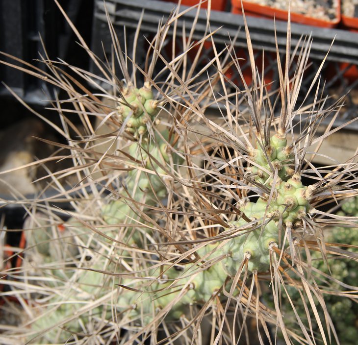 Tephrocactus paediophillus