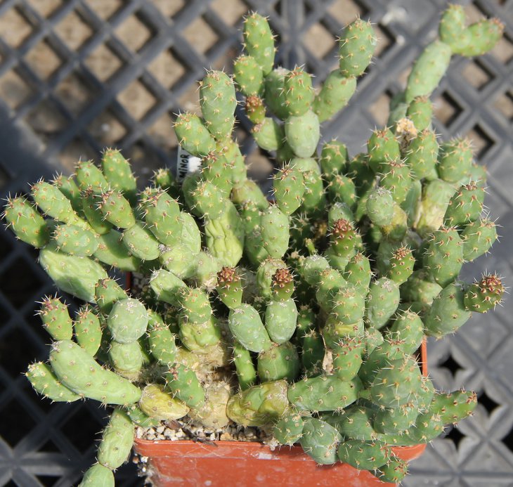 Opuntia sp. (petlandii minor)